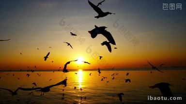 落日夕阳下海鸥在海面飞翔